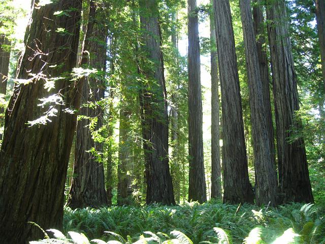 Bolan Mt & Redwoods-153.JPG - Stout Grove